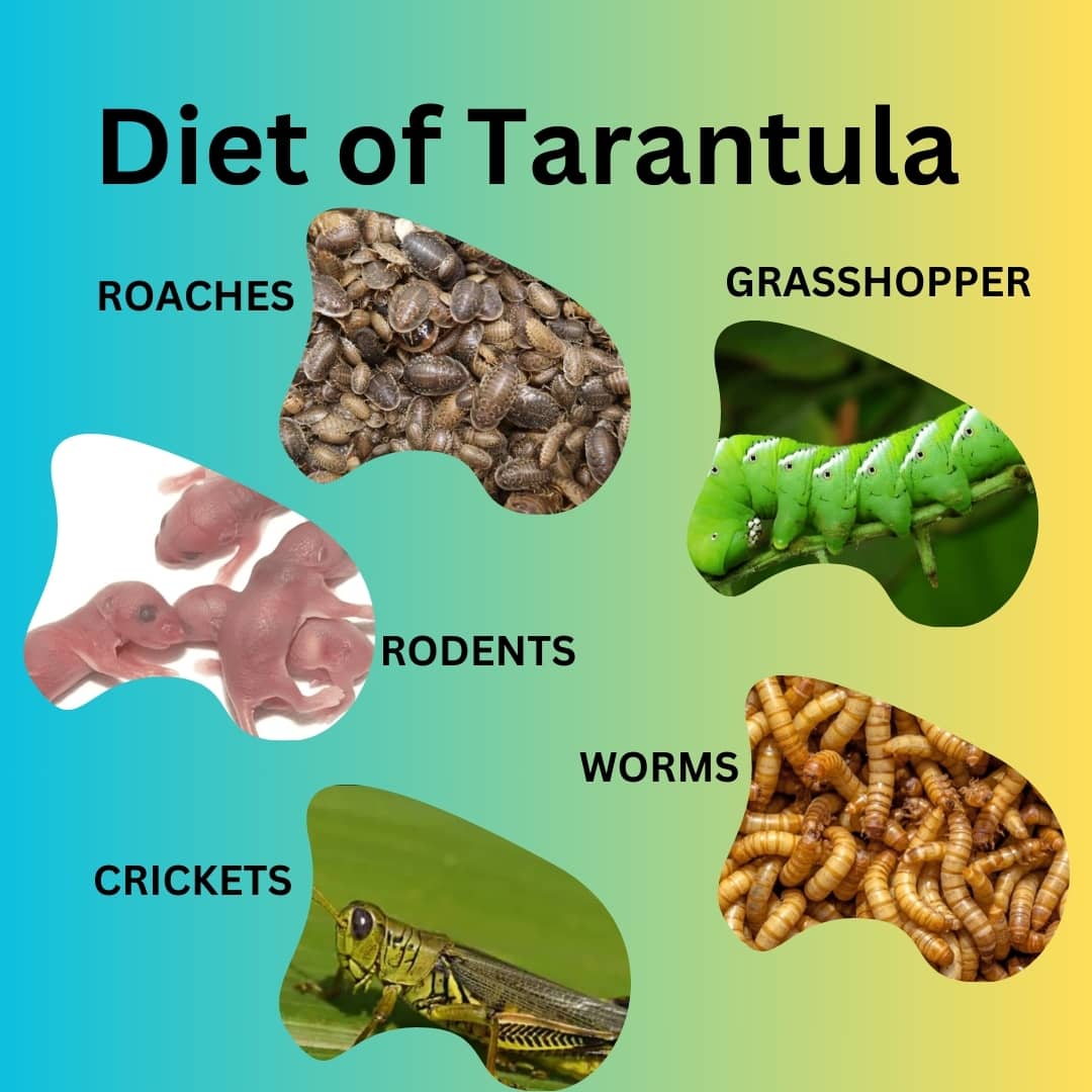 DIET OF TARANTULA