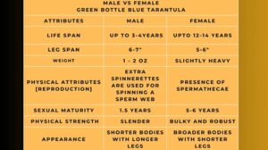 Male Vs Female Green Bottle Blue Tarantula