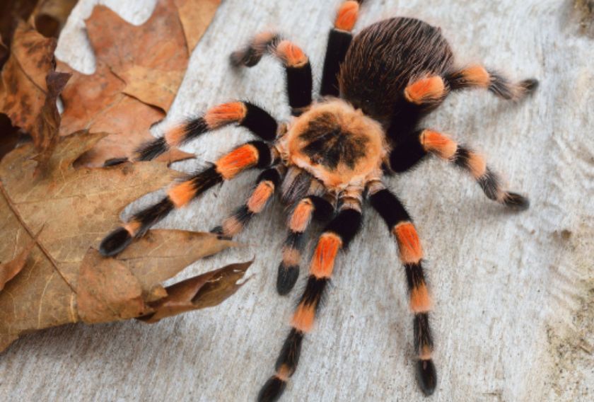 Mexican Red Knee Tarantula