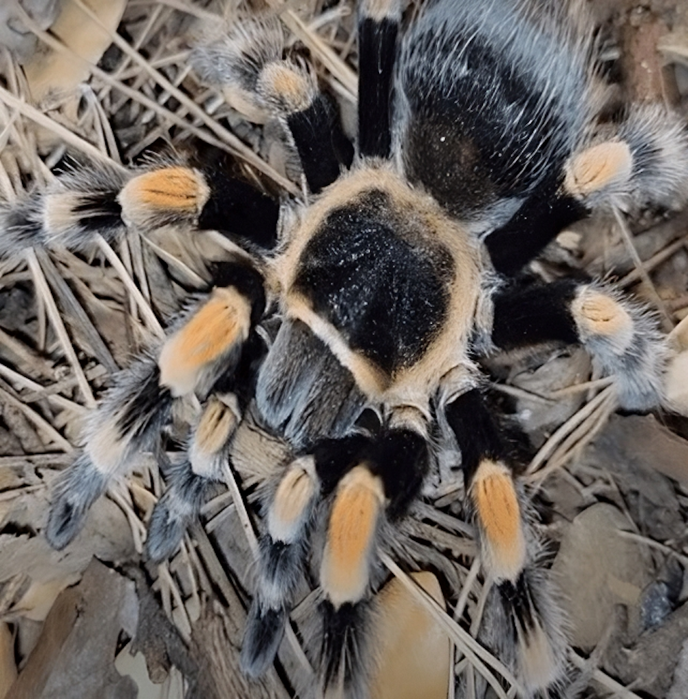 Mexican Red Knee Tarantula Care, Enclosure, Diet, Facts - Cherishapet