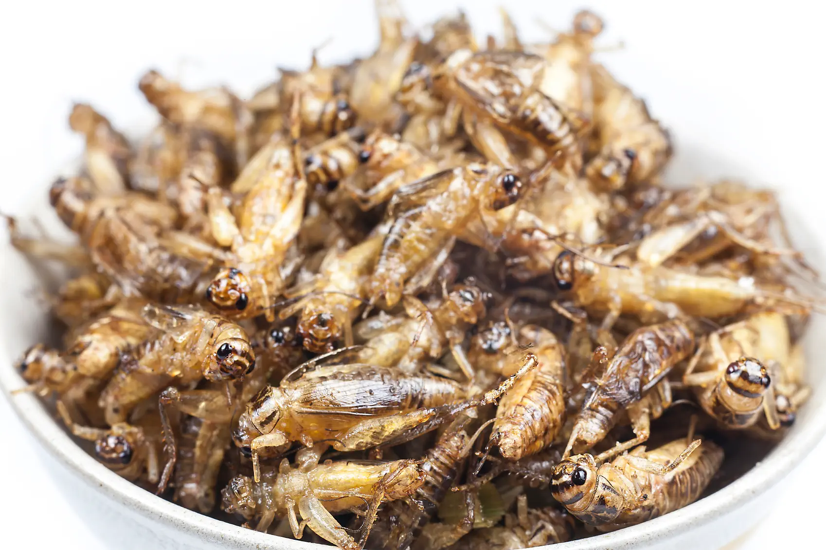 CRICKETS- FEED OF TARANTULA