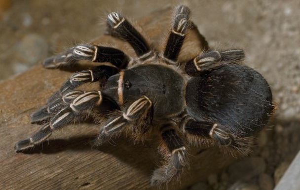 black zebra tarantula