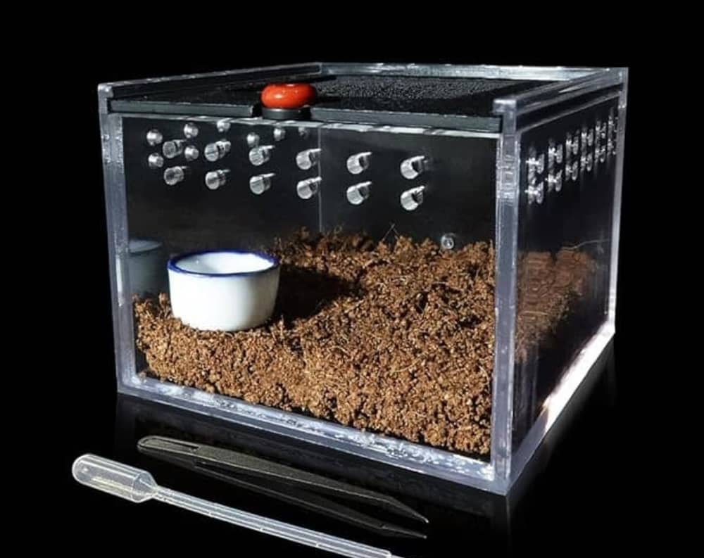 How To Set Up Tarantula-Enclosure, Types and Substrate Requirements