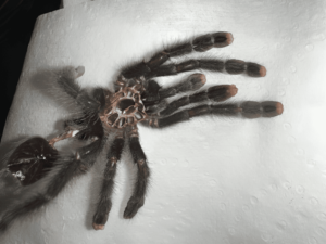 molting of pink toe tarantula
