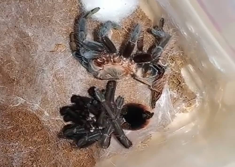 Molting Tarantula, Pre And Post Molt Care - Cherishapet