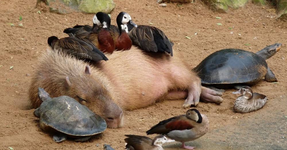 friendliest capybara