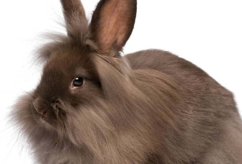 Lionhead Rabbit maned