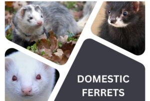 DOMESTIC FERRET