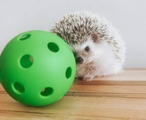 toys for hedgehog