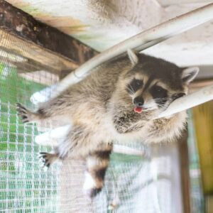 raccoon in enclosure