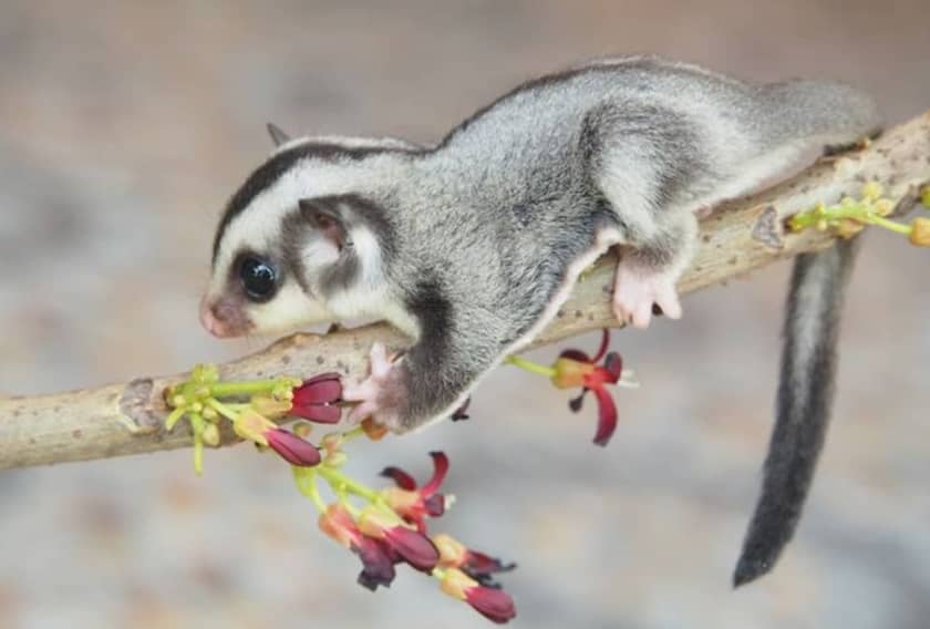 sugar glider pros and cons (1)