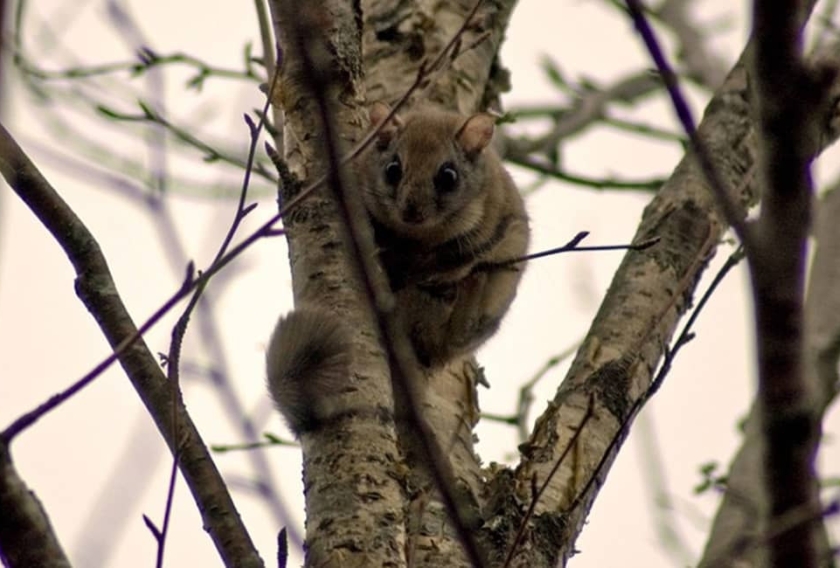 Northern flying squirrel (1)