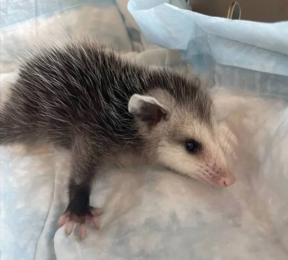 OPOSSUM BABY