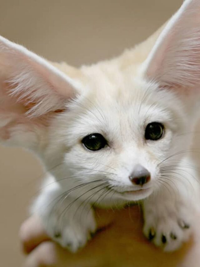cropped-cute-fennec-fox.jpg