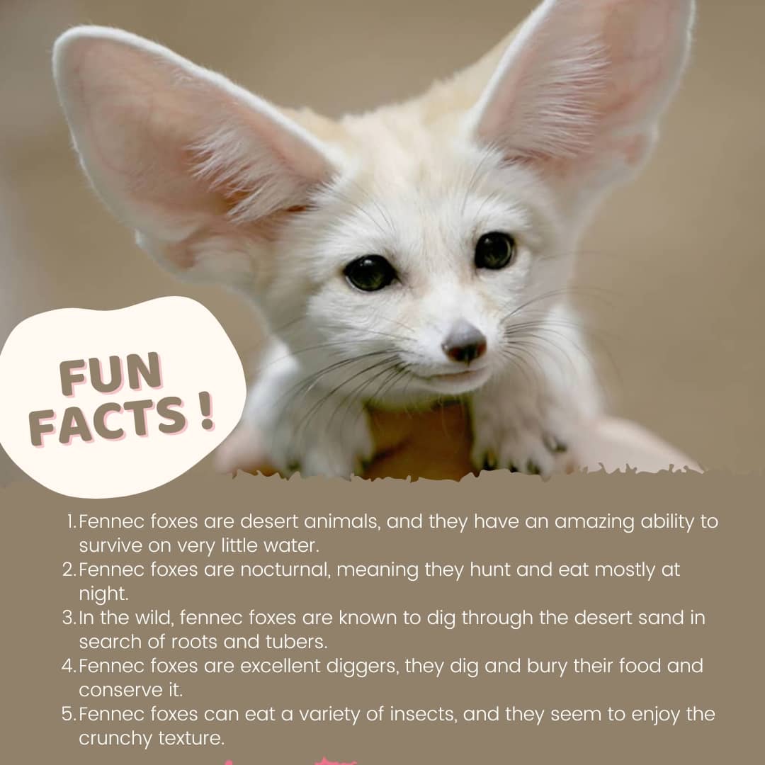 fennec fox Diet facts