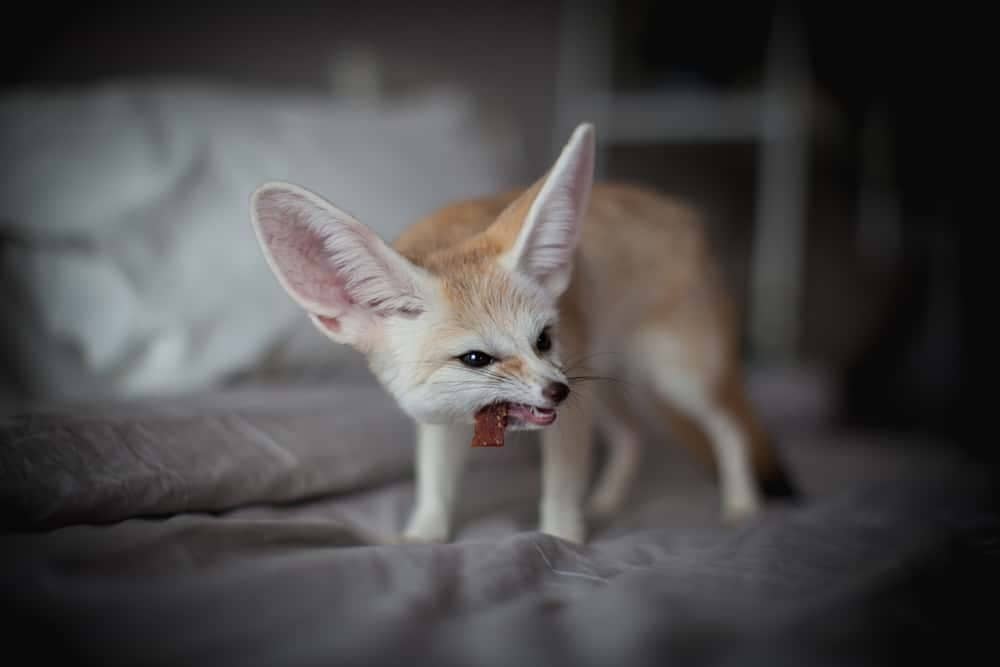 fennec fox eating in home