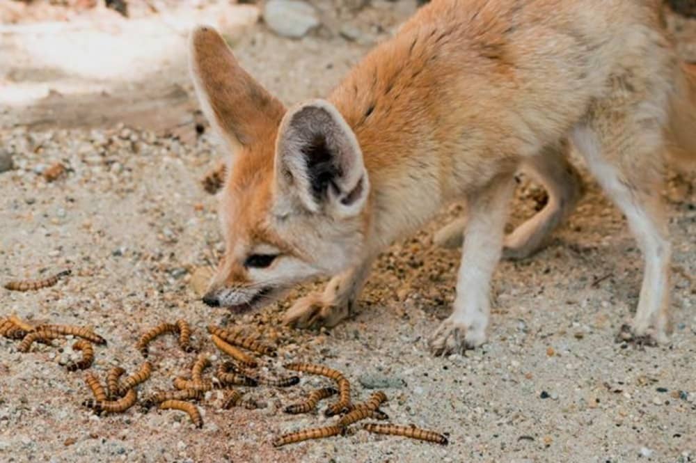 fennec fox insects