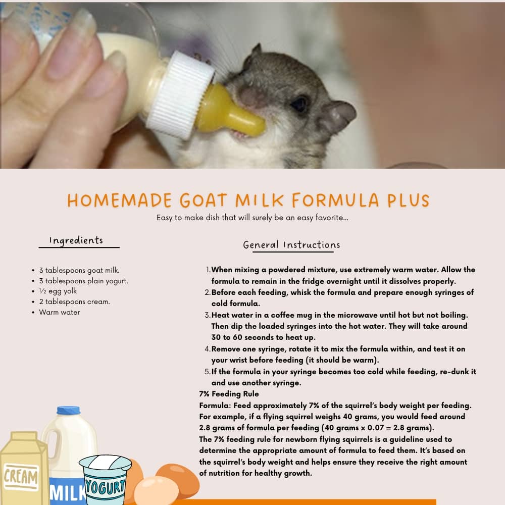 homemade milk formula for flying squirrels