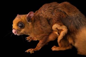 red giant flying squirrel