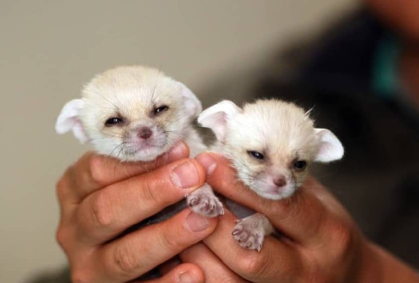 Newborn fennec Fox (1)