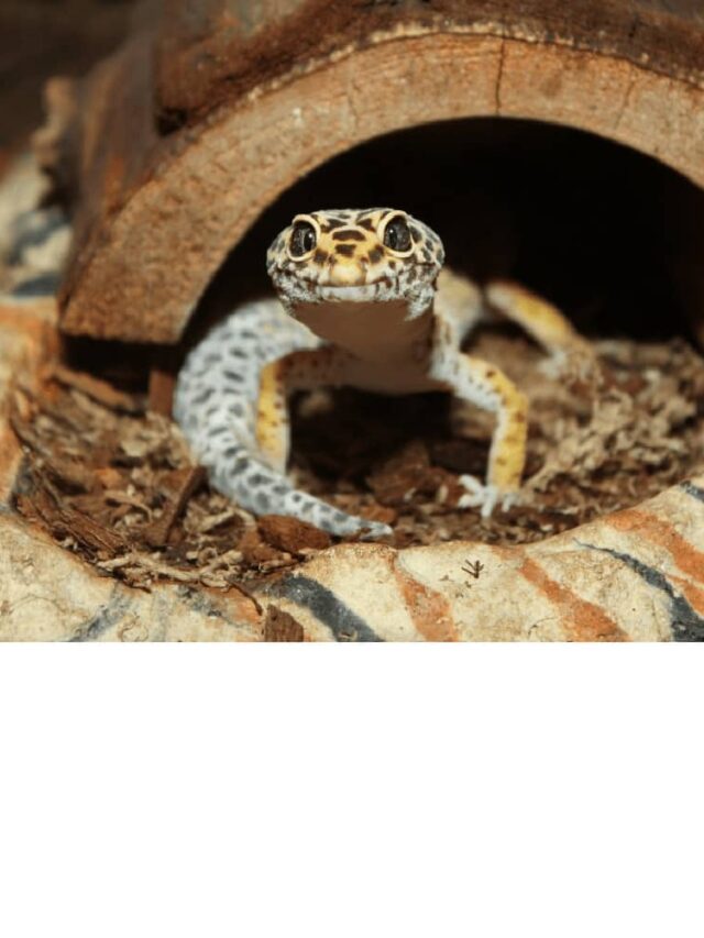 cropped-leopard-gecko-terrarium.jpg