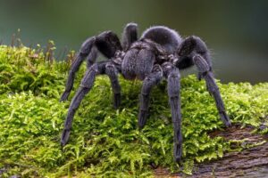 tarantula