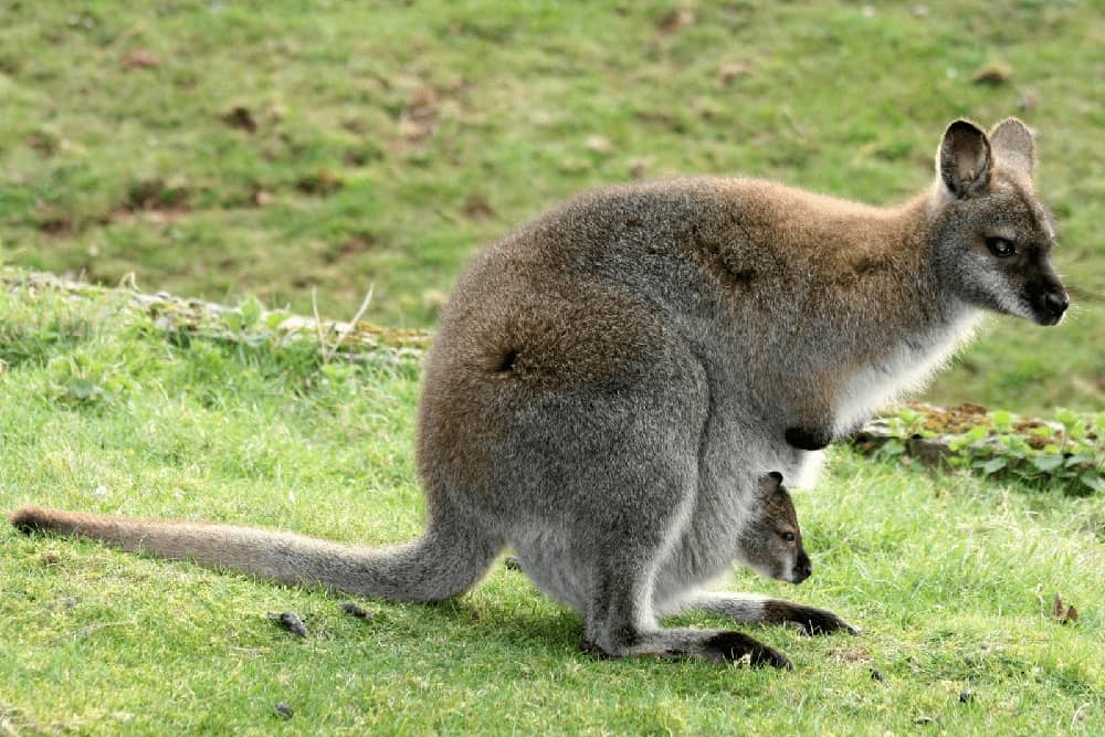 wallaby babies