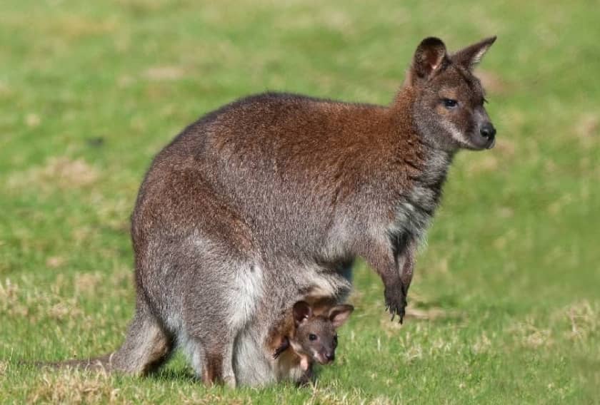 wallaby image feature