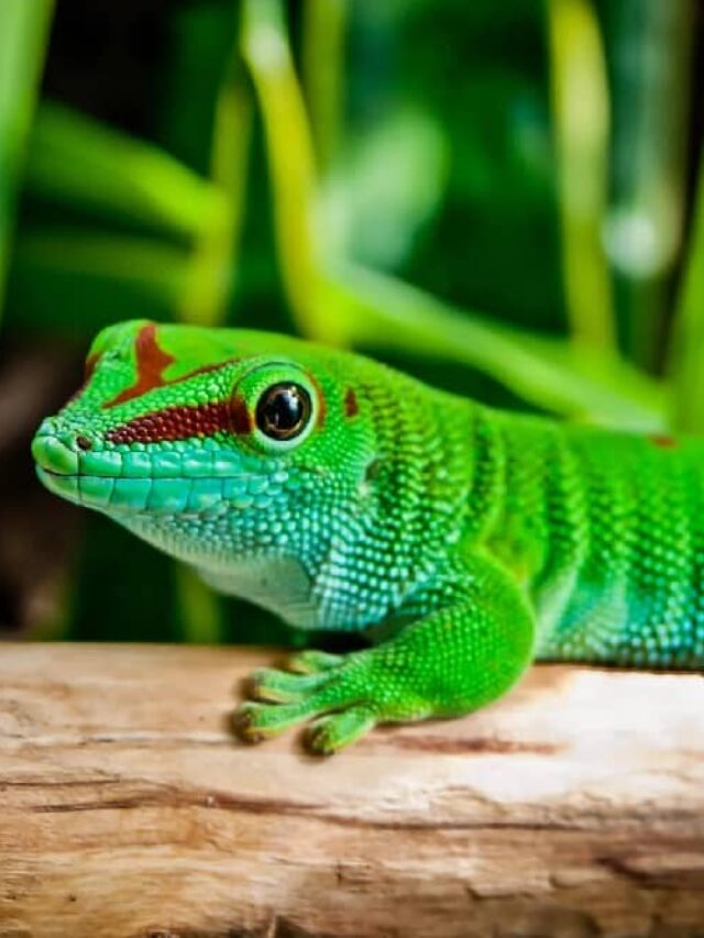 DAY GECKO IMAGE