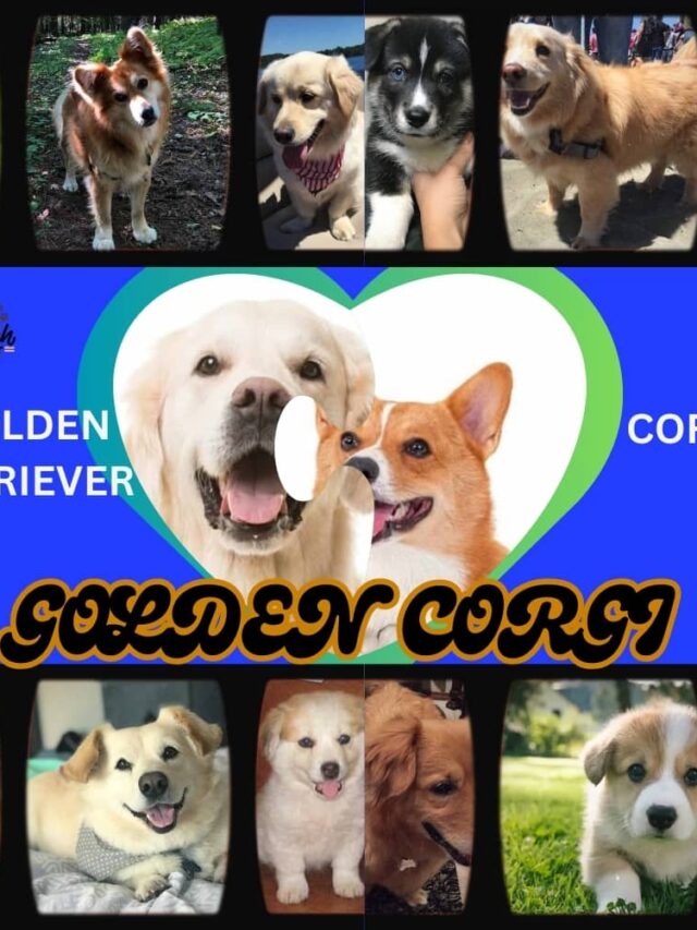 GOLDEN CORGI PICTURES (2)