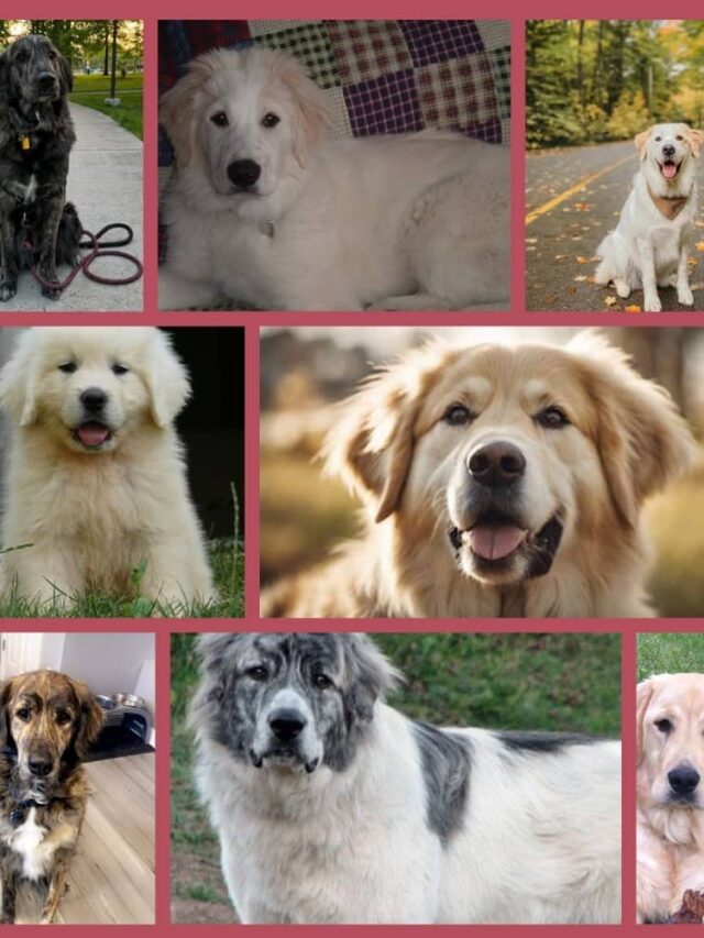 Golden Pyrenees Pictures