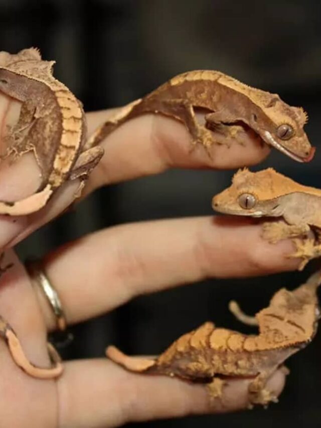 crested gecko handling