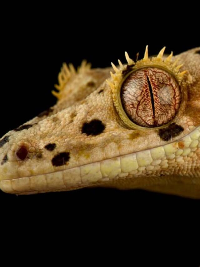 cropped-crested-gecko-picture.jpg