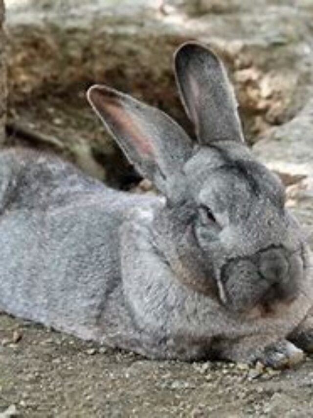 giant rabbit