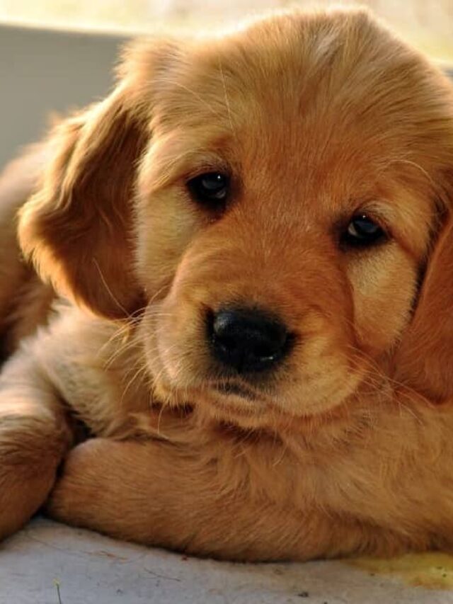 golden retriever baby