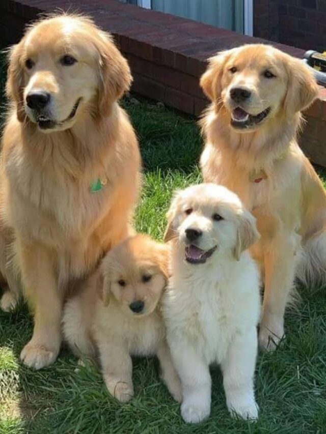 golden retriever family