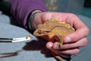 feeding of crested gecko
