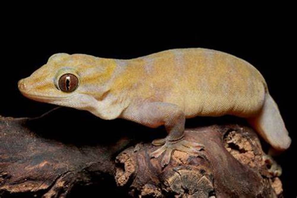 golden gecko on log