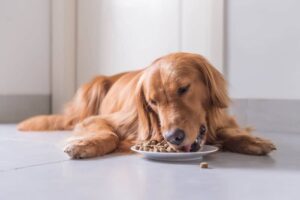 golden retriever eating
