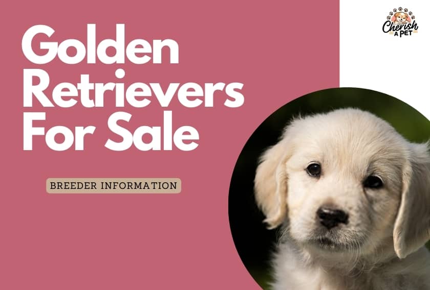 Golden Retrievers Breeder information