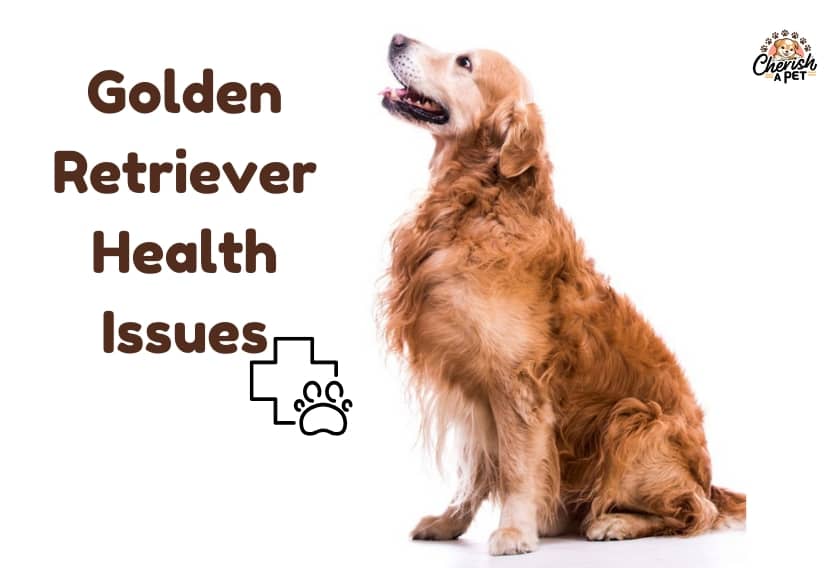 golden retriever health problems