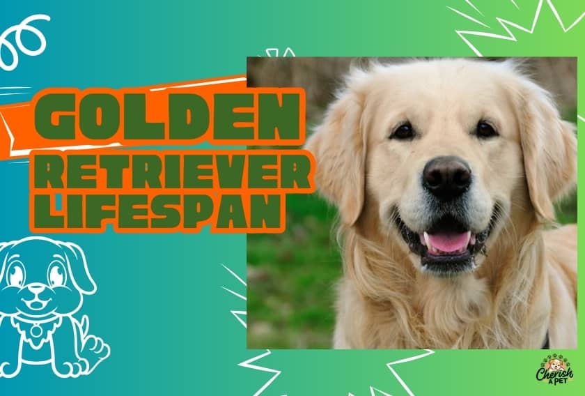 lifespan of a Golden Retriever