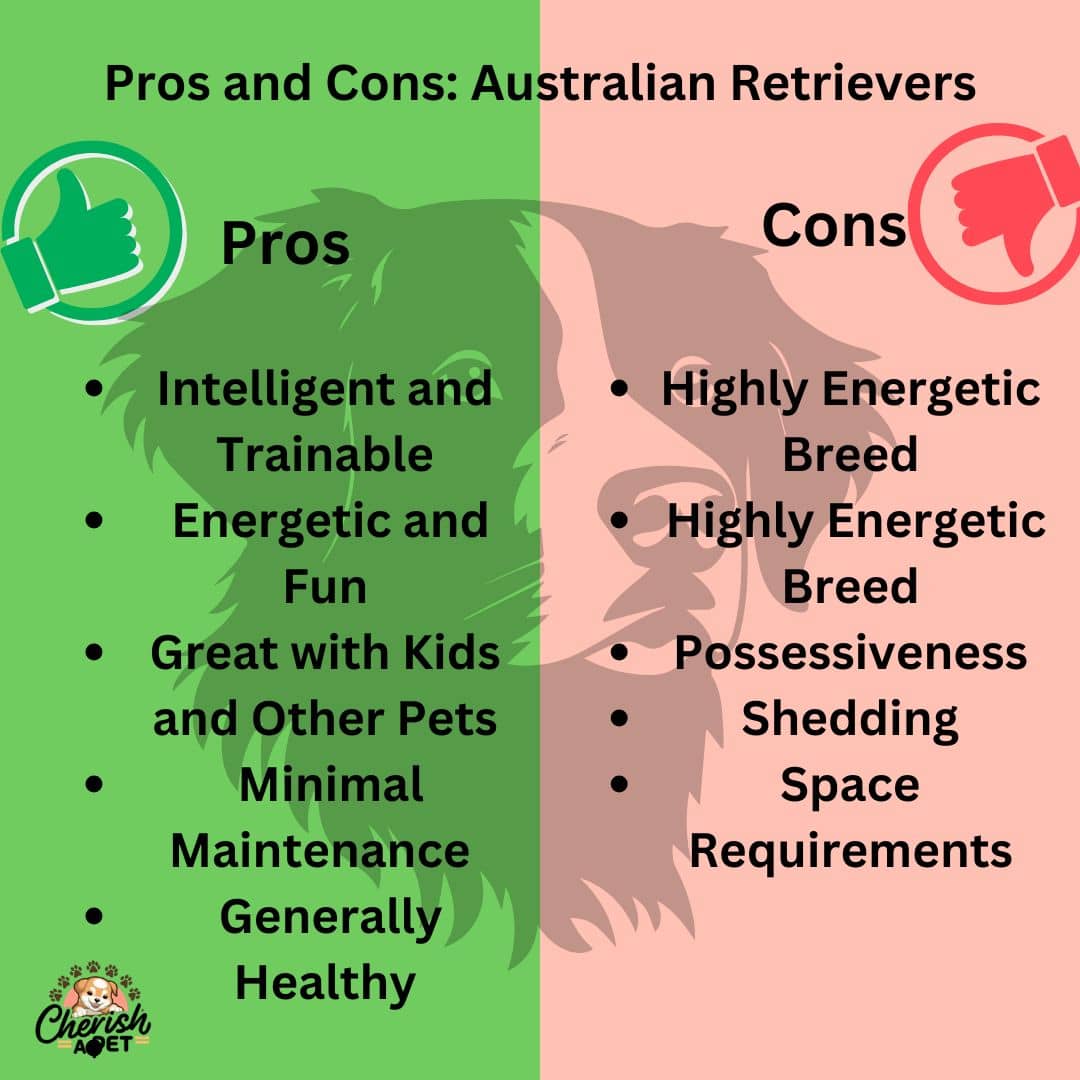 Pros and Cons of Golden aussies