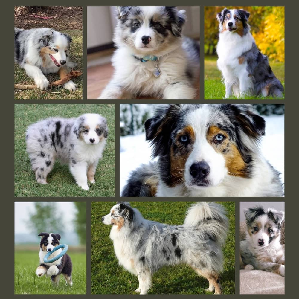 blue merle australian Pictures