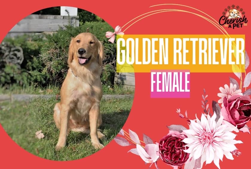 Golden Retriever Female