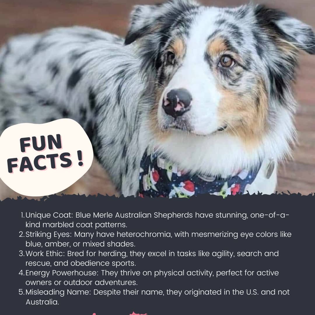 fun facts of Australian Blue Merle Shepherd