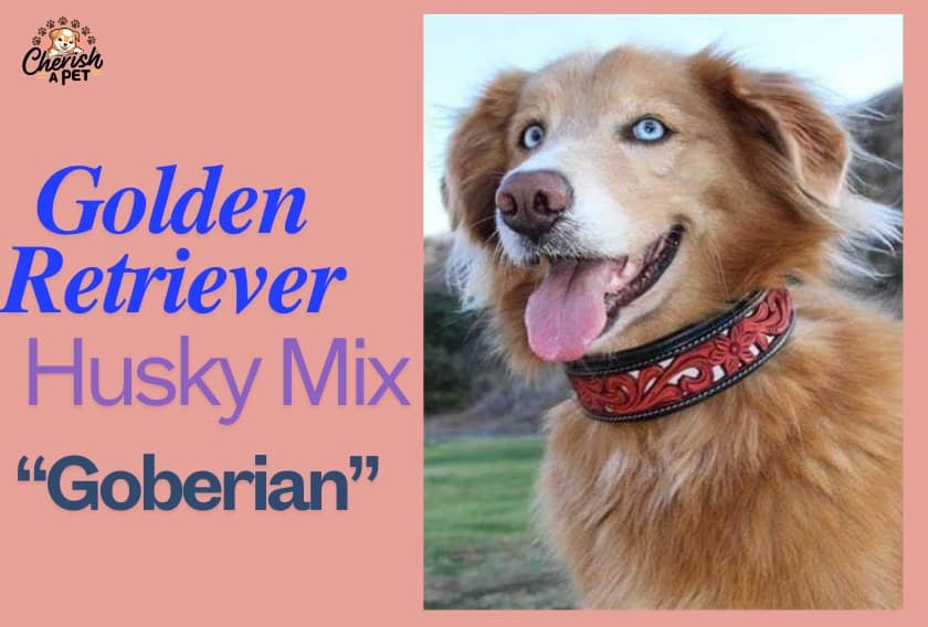 goberian Golden Retriever husky Mix