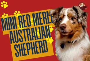 Mini Red Australian Shepherd