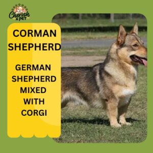 german shepherd mix wiht corgi