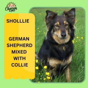 shollie